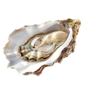 oystrpng